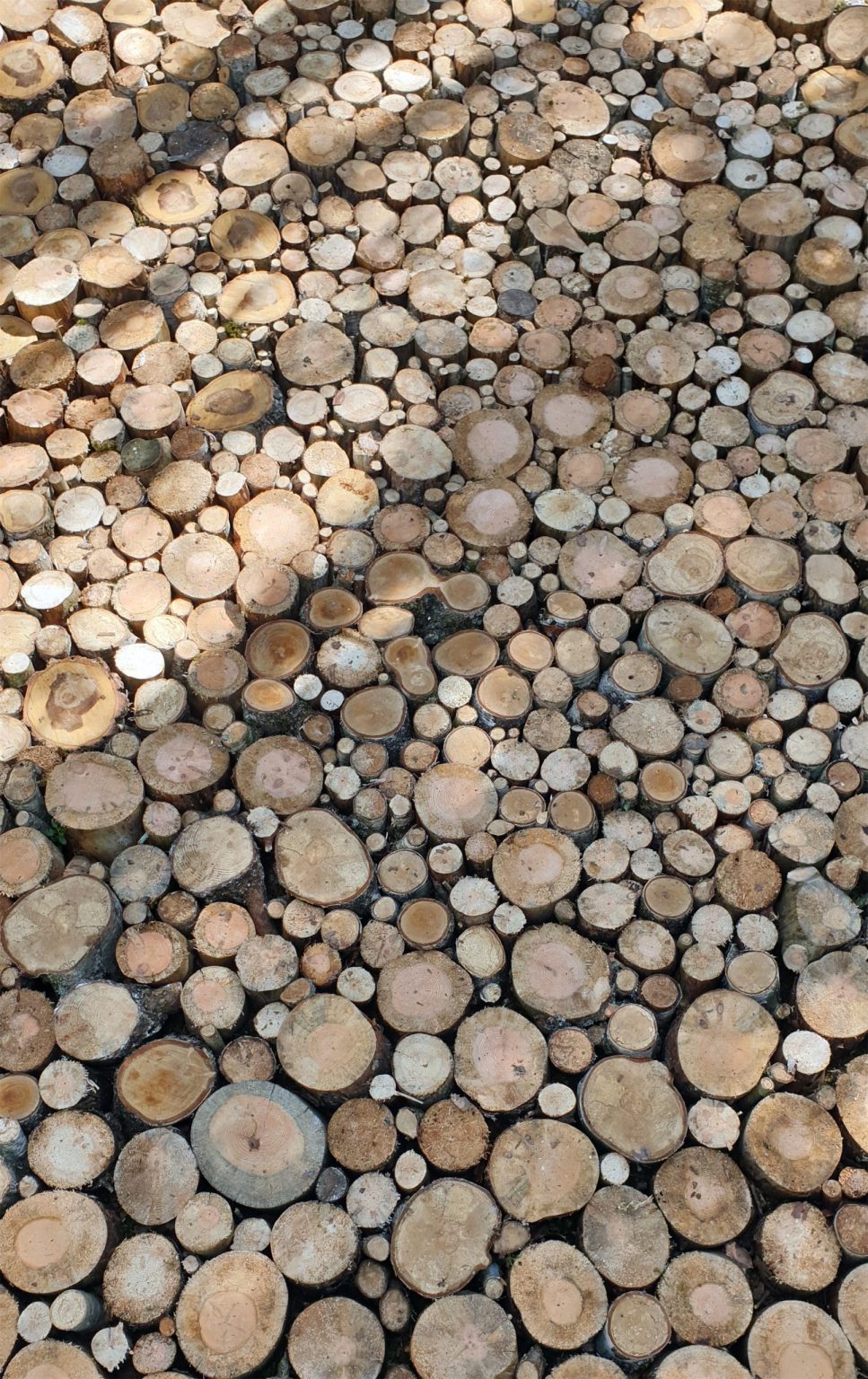 将自然归于自然，“森林地板”装置 / Ulf Mejergren Architects mooool木藕设计网